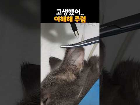 고생했어..이해해 주렴
