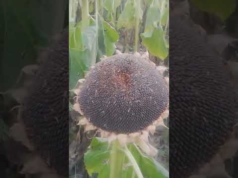 sunflower harvesting manually | diy | easy way to harvest sunflower