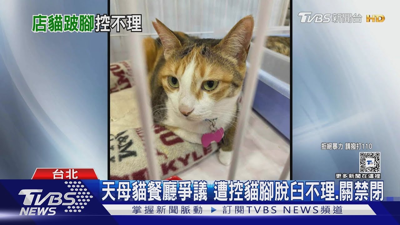 天母貓餐廳爭議 遭控貓腳脫臼不理、關禁閉