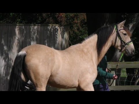 Bella tries out a New Game🐴💖 and Farouk tries out Apollo's Corner Office whilst he is away🤣