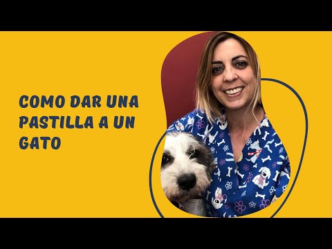Como dar una pastilla a un gato