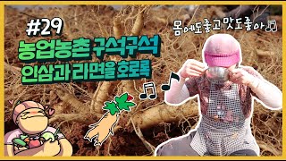 농업농촌 구석구석 ep.29 들어는봤나 인삼라면~인삼라면을 호로록 호로록~