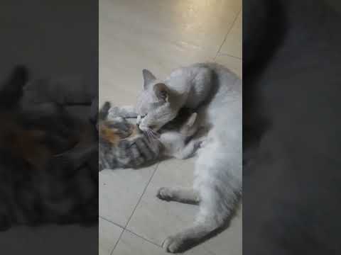 گرمای عشق مادری💖The Warmth of a Mother's Love"