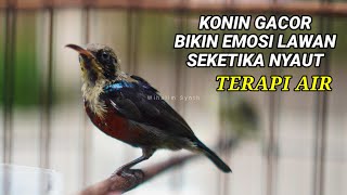 Download lagu TERAPI KONIN SUARA AIR COCOK UNTUK PANCINGAN KOLIBRI NINJA AGAR CEPAT GACOR !! ANTI STRES mp3 Download lagu TERAPI KONIN SUARA AIR COCOK UNTUK PANCINGAN KOLIBRI NINJA AGAR CEPAT GACOR !! ANTI STRES mp3