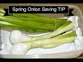 Spring Onion Saving Tip How To Store Spring Green Onion By Chawla S Kitchen