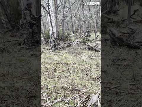 KC filming, when he should be watching for deer