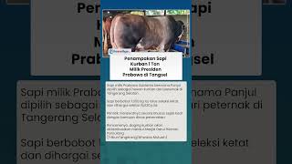 Dinamai Panjul, Ini Penampakan Sapi Kurban 1 Ton Presiden Prabowo di Tangsel