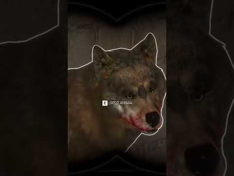 Get Your OGRO IBERIAN WOLF in the CUATRO MISSIONS!!! 🐕🔫🐕 - Call of the Wild #shorts