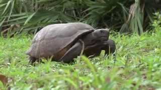 preview picture of video 'Gopher Tortoise in Parrish, Florida'