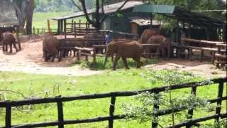 preview picture of video 'Elephants Transit Home, Udawalawa, Sri Lanka'