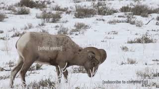 [AS FANMADE] Safed - Machinedrum