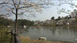preview picture of video '芦野公園（２）　池の遊覧ボートと桜'