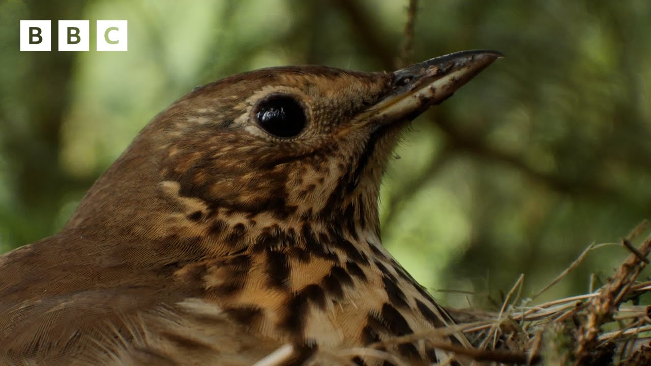 🔴 LIVE wildlife cameras 🐣 7 June 🌺 BBC Springwatch 2024