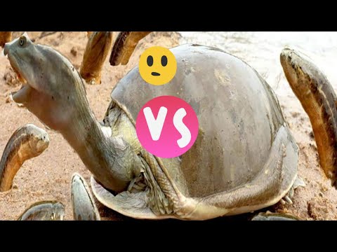 Turtles try to find breakfast from themselves