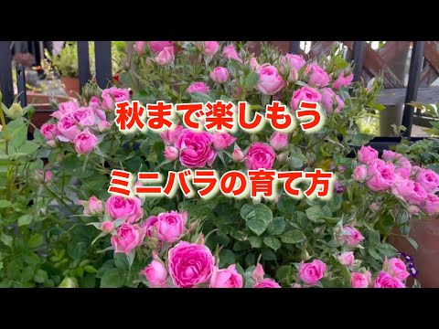 バラの茂みを水中で切る：1か月で結果を保証するステップバイステップガイド！  庭園