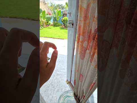 buna beli tahu bulat lewat jendela #tranding