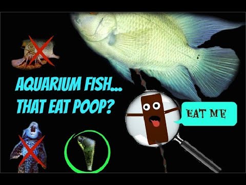 Aquarium Fish That Eat Poop?