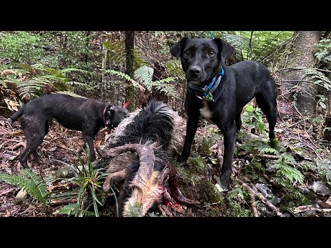 Goat Culling New Zealand S8 Ep2