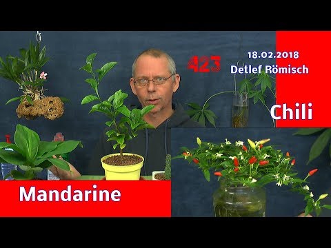 , title : 'Mandarine was machen gegen Schädlinge und Chili in der Hydroponic ganz einfach'
