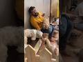 Don T Hit Street Dogs In The Stomach