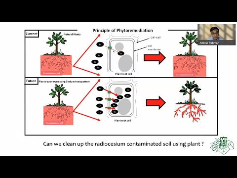 Discovering new and Novel Cesium Specific Transporters for Phytoremediation