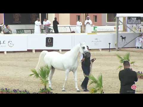 N 282 MASHALLAH AL QUSAR   The Turfah Arabian Horse Show 2023   Stallions 10+ Years Old Class 12