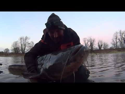 River catfish
