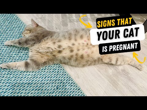 Is My Cat Pregnant | How To Recognize The Signs That A Cat Is Pregnant