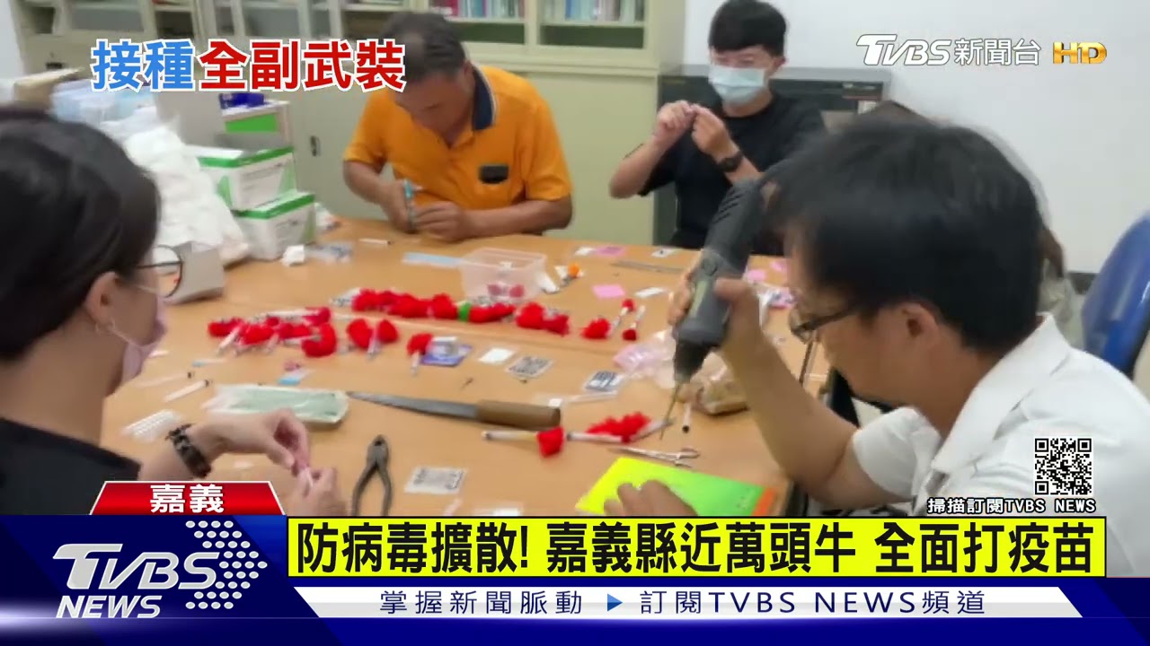 吹箭上場!打牛結節疹疫苗 牛狂奔險撞人