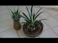 How to Grow a Pineapple from its Top! Works every Time!