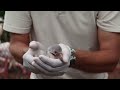 Greater Flamingo Chick S Neonate Exam