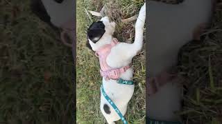 Video preview image #1 Parson Russell Terrier-Unknown Mix Puppy For Sale in Sanford, FL, USA
