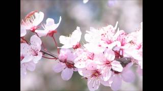 Mouth Of The Architect - Sleepwalk Powder