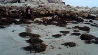 preview picture of video 'Finlay at Crystal Crescent Beach'