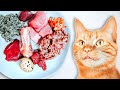 How To Raw Feed Your Cat Ultimate Beginner S Guide