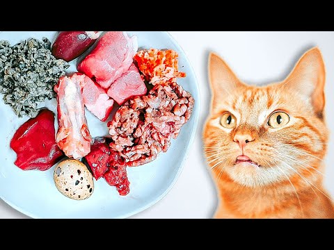 How To Raw Feed Your Cat (Ultimate Beginner's Guide 2022)
