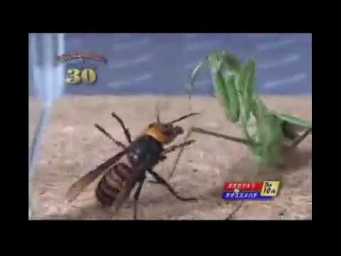 FRELON ASIATIQUE VS MANTE RELIGIEUSE CHINOISE (combat d'insectes)