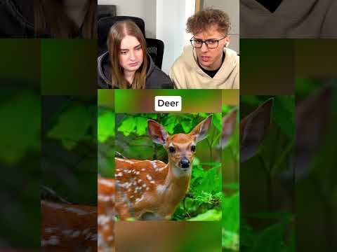 Jak wyglądają zwierzęta ze wścieklizną?😭