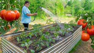 The Easiest DIY Raised Bed for Tomatoes