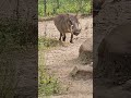 Disney Characters In Real Life Pumbaa Disney Lionking Animals Shorts
