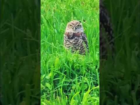 Burrowing Owl 🦉