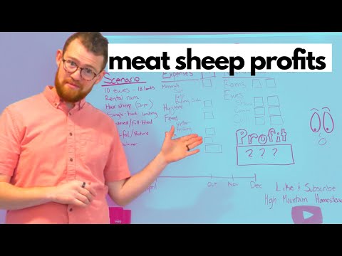 Are Meat Sheep Profitable? Small Scale Sheep Planning