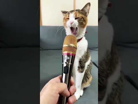 cat sound 🔥#shorts #funnyshorts #ytbshorts #ytshort #shortsfeed #shortsviral Deepak Suna vlogs 😂😂