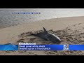 Great White Shark Found Dead On Cape Cod Beach