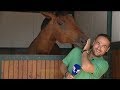 Reportteri keskeytetään hevosen toimesta