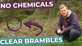 How to clear Brambles
