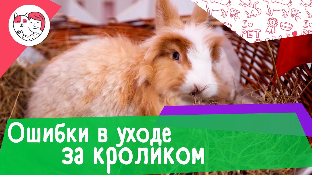 5 популярных ошибок в уходе за кроликами