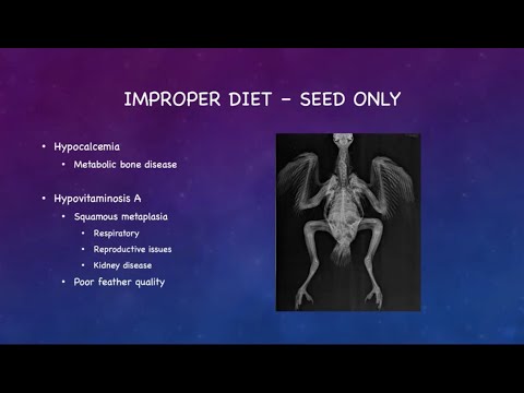 Harrison's Bird Foods - Avian Webinar 2025