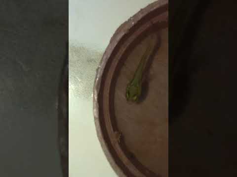 baby bita fish 🐟🐟 #phonk #music #beats #remix #dnb #pigeon #viral