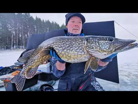 Kymppihauki Heti 2021 Ismete kauden avauksessa.